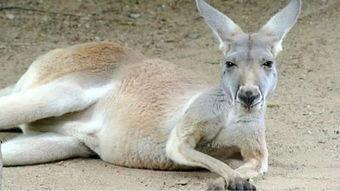 吃瓜群众握爪微笑袋鼠,吃瓜群众与微笑袋鼠的欢乐互动