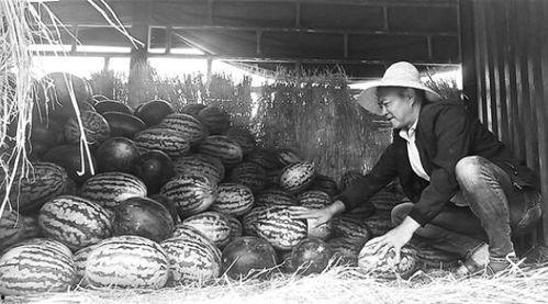 埠东吃瓜群众事件视频,一场网络舆论的风暴与反思