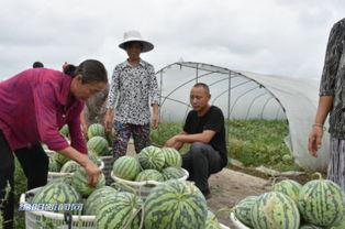丰收的喜悦吃瓜群众,吃瓜群众共享丰收盛宴
