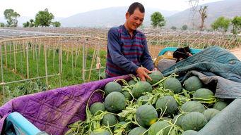 安靖吃瓜群众是谁,网络红人的崛起与影响力