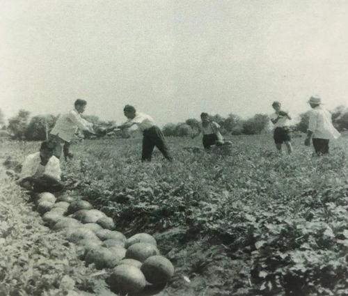 永年县吃瓜群众事件始末
