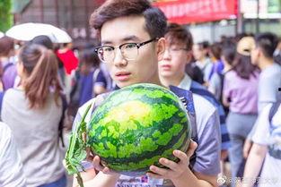 菊花茶吃瓜群众