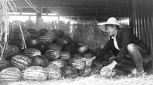 开封王婆吃瓜群众事件,一场网络舆论的风暴与反思