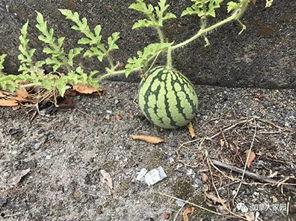 什么是庄河网红吃瓜群众,吃瓜群众的美食探秘之旅