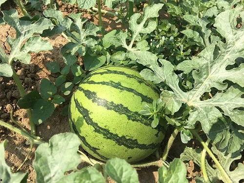 六零年代吃瓜群众