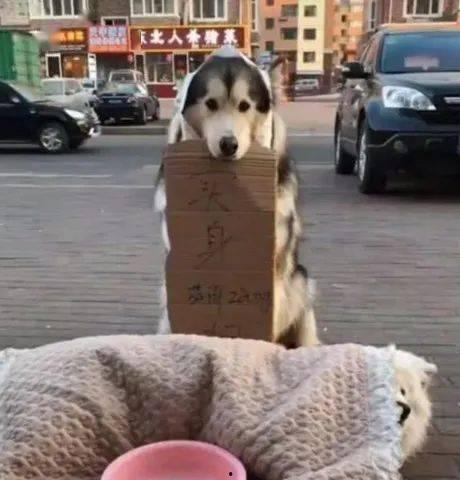 狗狗的吃瓜群众
